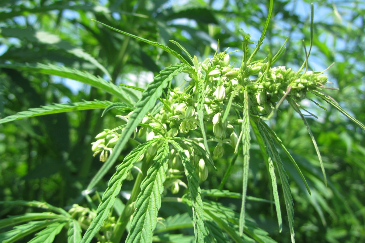 drugfree cannabis plant