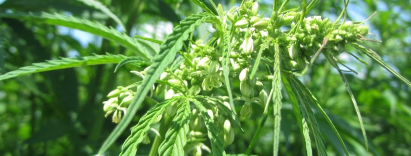 drugfree cannabis plant